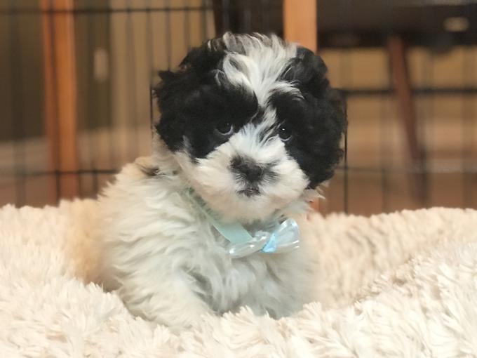 Shihtzu x Coton de Tulear puppies!