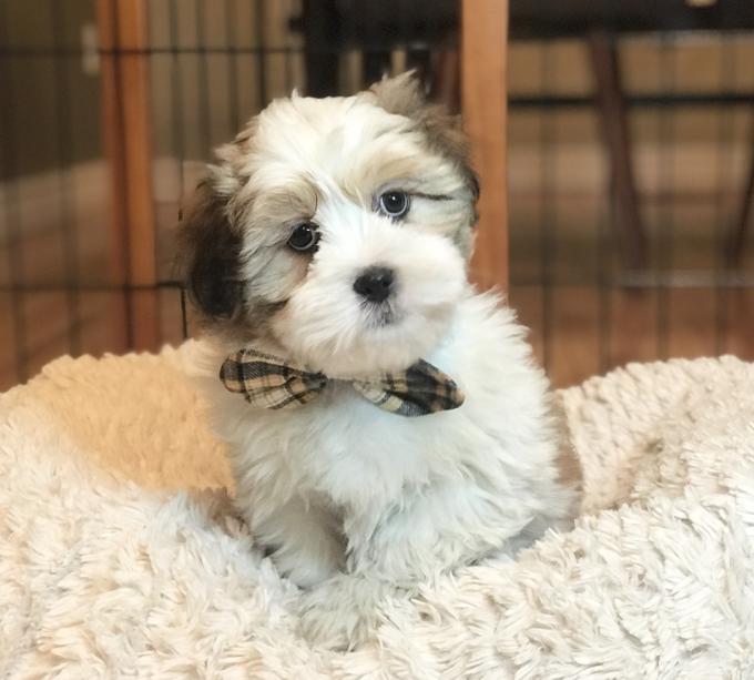 Shihtzu x Coton de Tulear puppies!