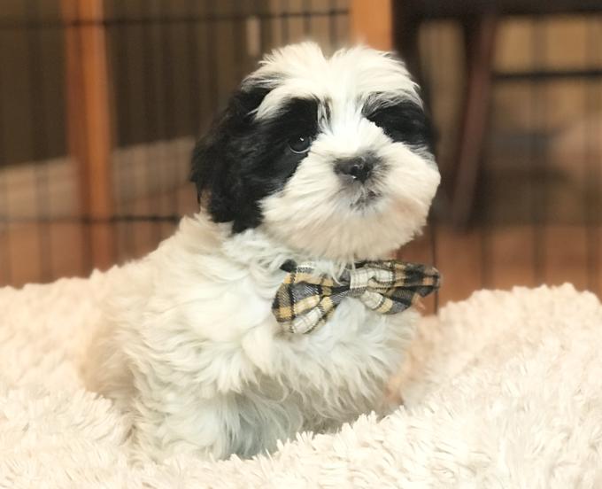 Shihtzu x Coton de Tulear puppies!