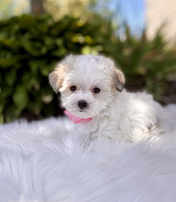 Morkie Puppies Available! Maltese Yorkie