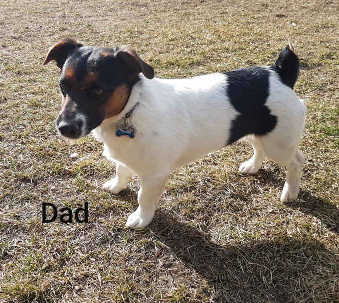 Jack Rat Puppies, coming August 2021