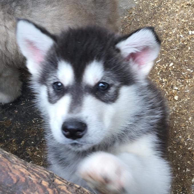 Alaskan Malamute pups