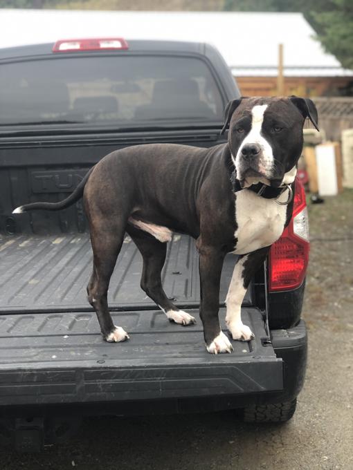 UKC Registered American Bully Puppies!