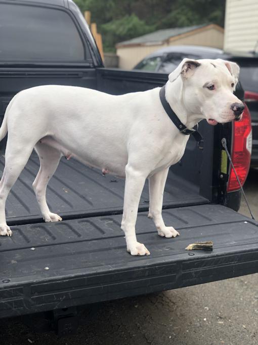 UKC Registered American Bully Puppies!