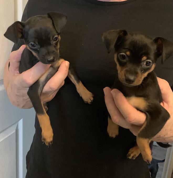 Albums 101+ Wallpaper Miniature Pinscher And Chihuahua Mix Puppies For