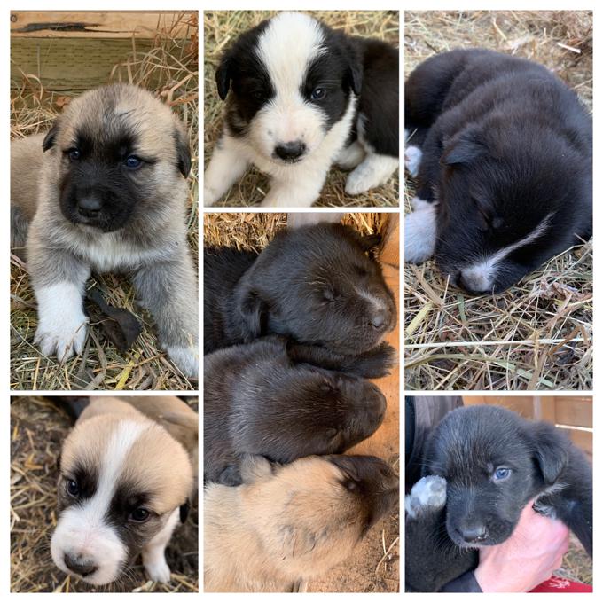 Maremma/Great Pyrenees x Turkish Kangal