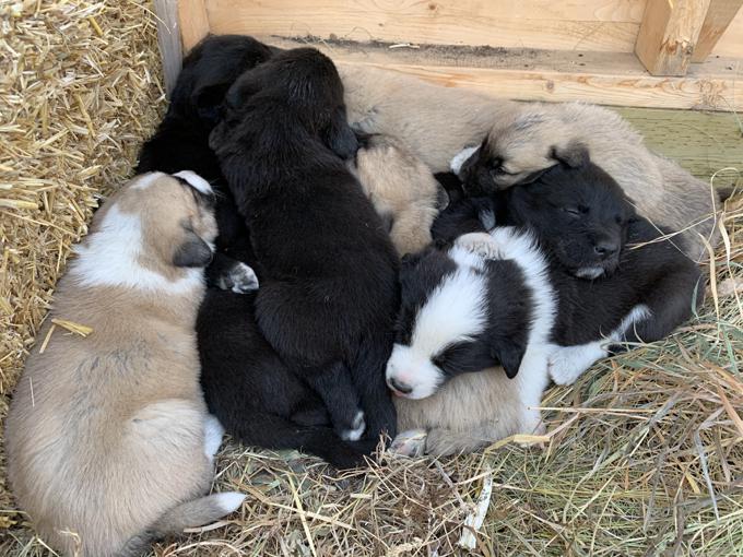 Maremma/Great Pyrenees x Turkish Kangal