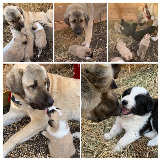 Maremma/Great Pyrenees x Turkish Kangal