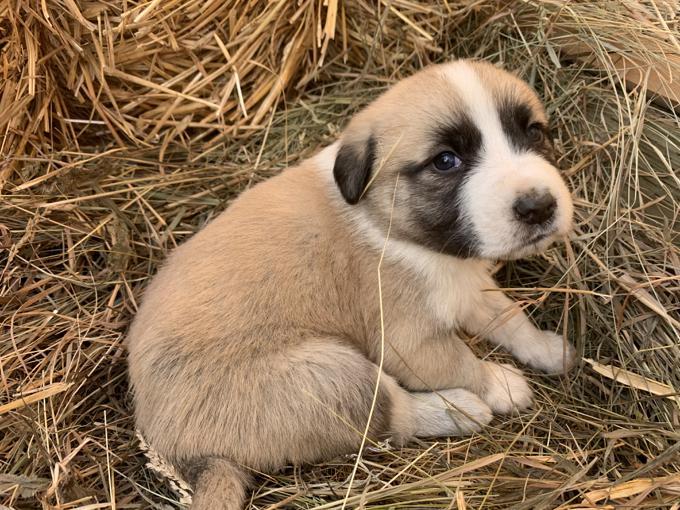 Maremma/Great Pyrenees x Turkish Kangal