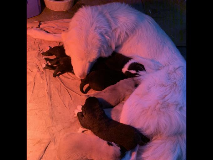 Maremma/Great Pyrenees x Turkish Kangal