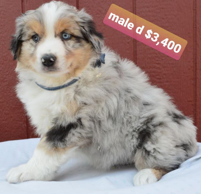 Australian Shepherd