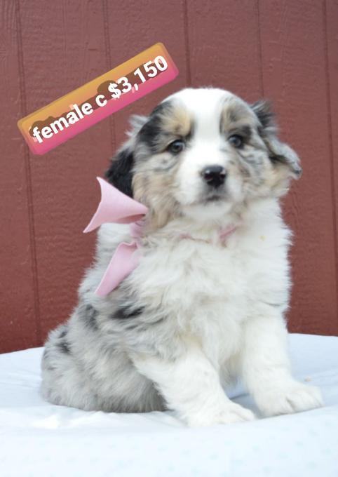 Australian Shepherd
