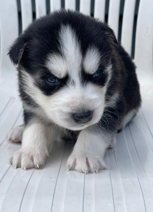 Siberian Husky