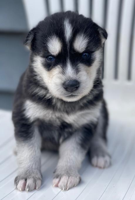 Siberian Husky