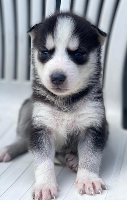 Siberian Husky