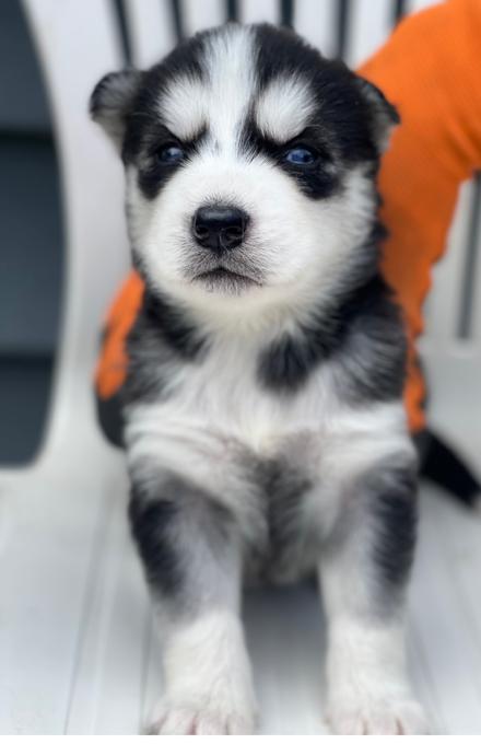 Siberian Husky