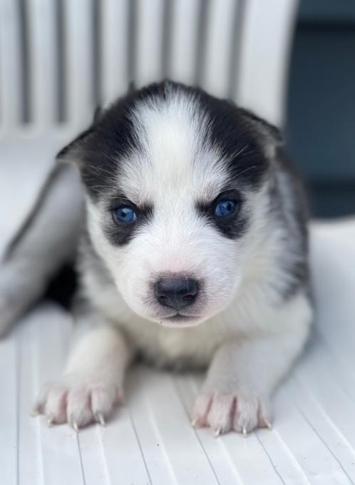 Siberian Husky