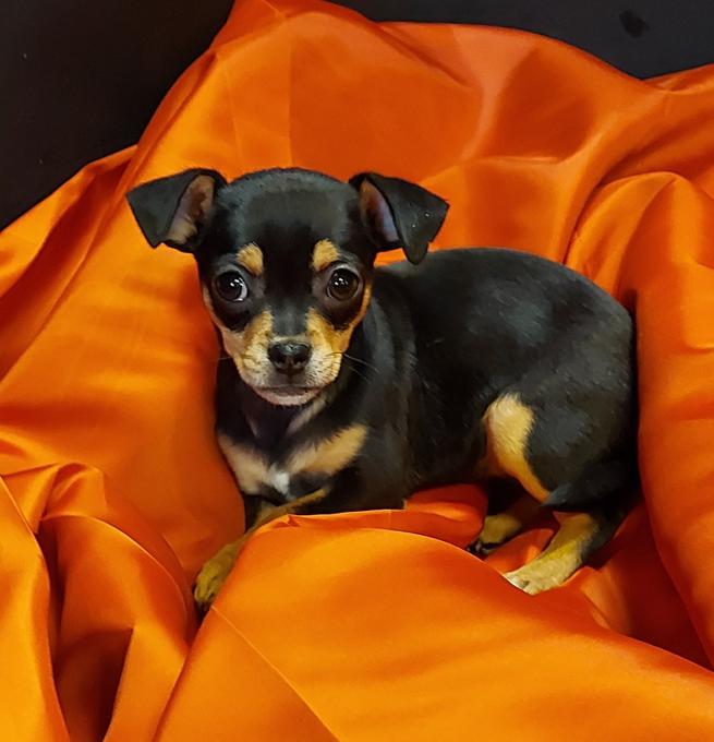 Teacup chihuahuas ready now