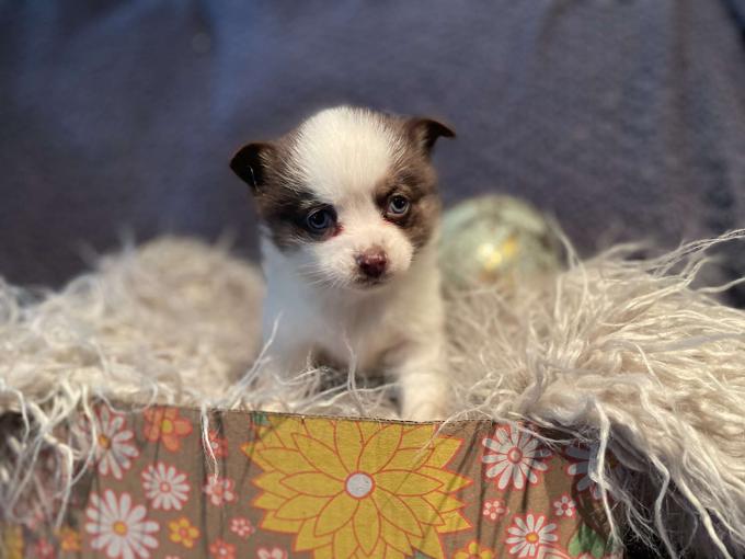 Pomsky