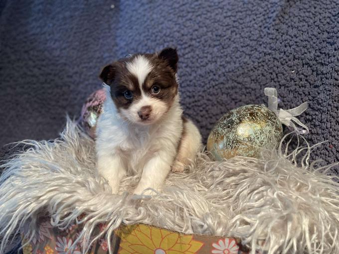 Pomsky