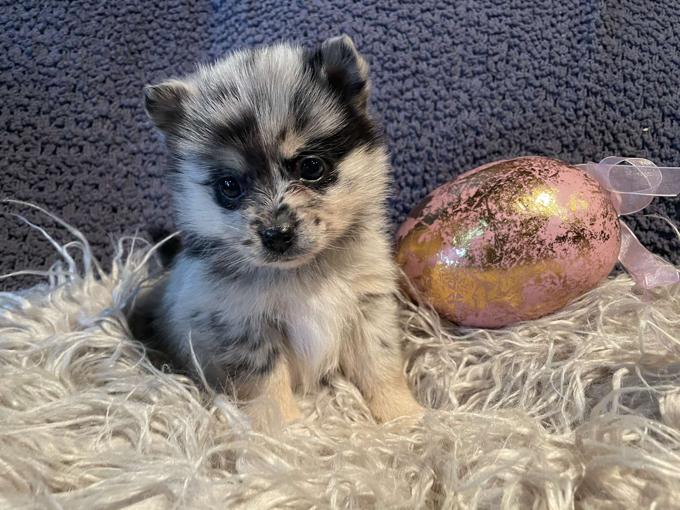 Pomsky