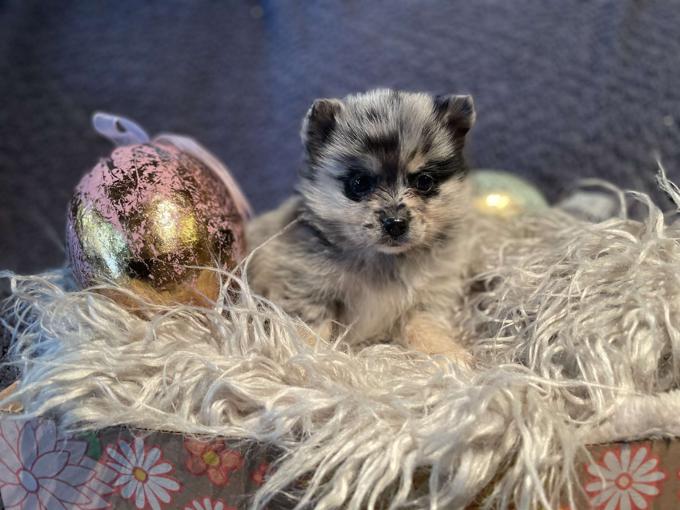 Pomsky