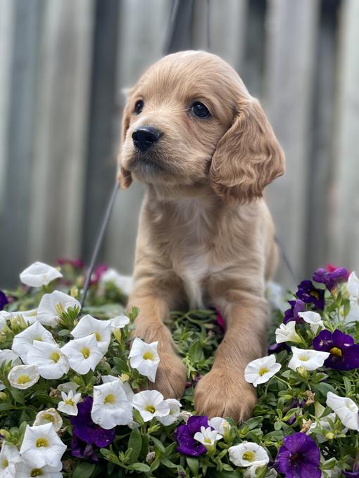 Smooth coat Cockapoo puppies 8