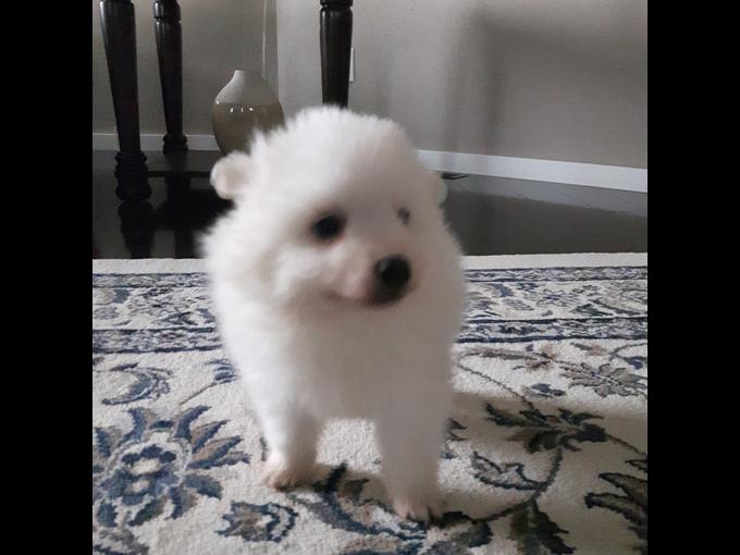Purebred Miniature American Eskimo male